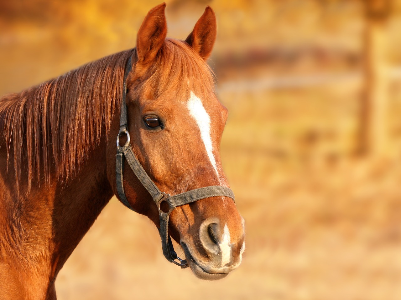 Czym najlepiej karmić konia, aby był zdrowy i silny?