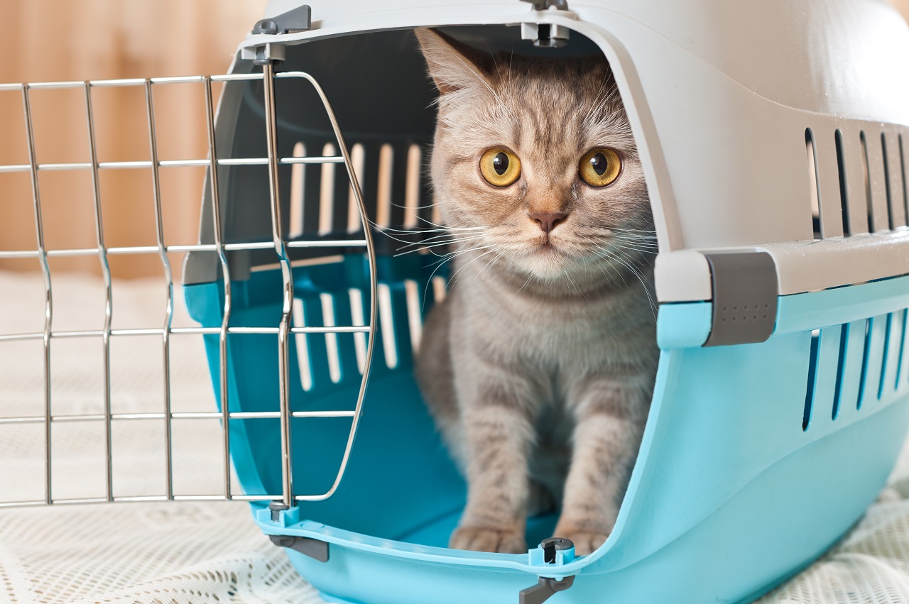 Podróż z kotem – w co należy się zaopatrzyć?